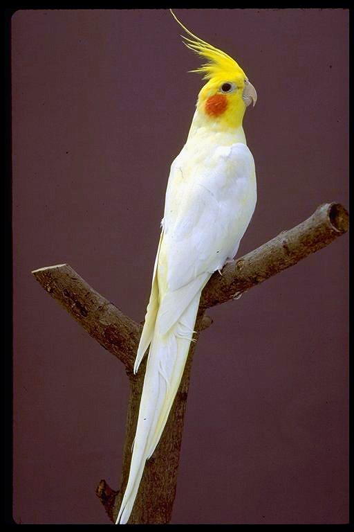 Cockatiel_-_Elutino.jpg