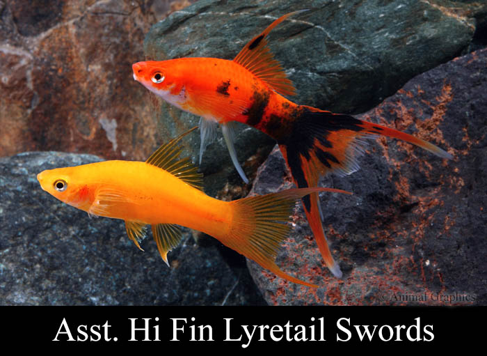 fish mart inc