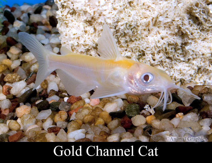 fish mart inc