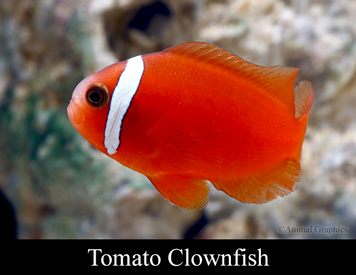 fish mart inc