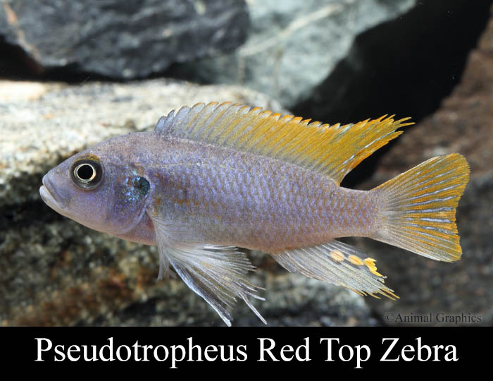 red zebra cichlid that looks purple red zebra cichlid that looks purple